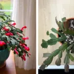 Why You Should Scatter Cloves Around the House During Fall – It’s More Than Scent