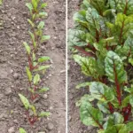 PINE NEEDLES: 10 Clever Uses You Probably Never Thought Of