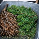 Never buy a snake plant again. How to force one to produce pups