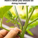 Most folks don’t realize they are doing this. 10 critical errors that stop tomatoes from ripening