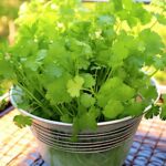 Regrow new plants with kitchen scraps via windowsill jars with these methods