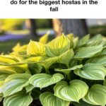 My heels are so dry they’re cracking and catching on socks. What causes this?