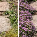 How To Prune Roses In 6 Simple Steps