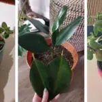 7 Essential Lavender Tasks to Do in January for Bigger Spring Blooms