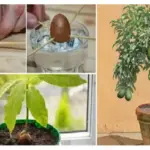 Why You Should Scatter Cloves Around the House During Fall – It’s More Than Scent