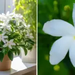 Beetroot Has Unbelievable Power: It Can Help Treat These 12 Diseases