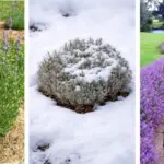 11 Houseplants That Drop Leaves in Winter (It’s Completely Normal)