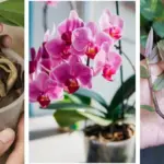 Here is how to get your amaryllis to bloom again year after year without fancy steps