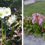 7 Essential Lavender Tasks to Do in January for Bigger Spring Blooms