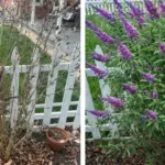 Why Lacewings Are the Unsung Heroes of Natural Pest Control