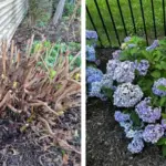 7 Shrubs You Can Prune in February Without Losing Blooms