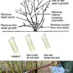 12 Groundcovers That Take Over So Weeds Never Get a Chance