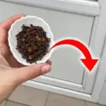 How to Grow Your Own Avocado Tree in a Small Garden Pot (Step-by-Step Guide)