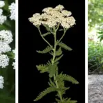 How To Prune Roses In 6 Simple Steps