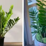 8 Companion Plants That Keep Aphids Off Your Roses