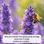 Stop your peonies from flopping over with these 10 genius staking methods for perfect upright flowers