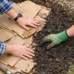 Mine could definitely flower more