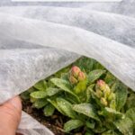 Start hardening off seedlings slowly to prevent transplant shock