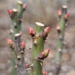 Bring overwintered geraniums back to life with these February care steps