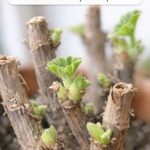 Wake up dormant roses with these early-season steps to encourage strong spring growth