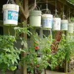 How to Grow Lemon Tree From Seeds