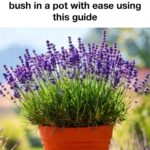 12 Self-Seeding Flowers That Come Back on Their Own Every Year