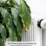 10 Common Garden Bed Building Mistakes (And How to Fix Them)