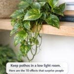 1 lemon is all that’s needed to revive an orchid. Here’s how it works