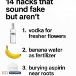 Here’s why you should pour milk on your tomato plants