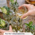 12 Plants That Benefit From Cardboard Mulch (How to Lay It Properly)