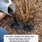 Mix these 3 ingredients into garden soil for this root-strengthening effect