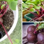 7 Lavender Care Jobs to Finish Before March