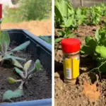 The Egg Carton Method: The Fastest, Easiest Way to Plant Bulbs Perfectly