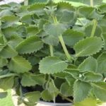 Bringing Back the Magic: The Return of a Beloved American Icon