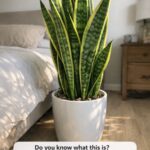 Wake up dormant peonies at the right time to set them up for bigger, fuller blooms later