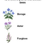 Pour this 1 nutrient-rich mixture into dormant hydrangea roots for this bloom-boosting effect