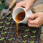 Pour this 1 mineral mixture into peace lily soil for this leaf-plumping effect