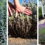 How to Successfully Grow Beets in Containers