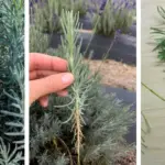 14 Perennials to Plant in March for Years of Blooms