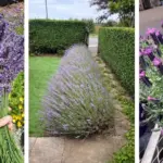 9 Crops That Thrive With Nasturtiums Close By