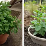 How to Make a Snake Plant to Bloom (Highly Fragrant & Rare)