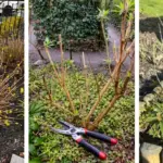 12 Plants That Benefit From Citrus Peels (How to Use Them Correctly)