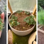 Why You Should Keep a Rosemary Plant in the Kitchen: 8 Amazing Perks