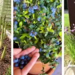 How to Make a Bee Waterer for Your Garden for $5 or Less (Step-by-Step Guide)