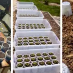 The Hidden Benefits of Citrus Peels: Why They’re Worth Saving