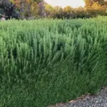 25 Beautiful Plants That Grow Well Under Trees