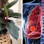 How to Grow Clematis in a Pot: A Complete Guide to Thriving Container Vines