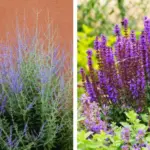 Plan your garden layout now to avoid overcrowding later