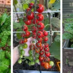 16 Houseplants You Should Propagate in February