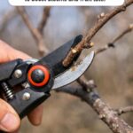 I put a spoon of mustard under my pillow for 21 nights this March. This is what happened